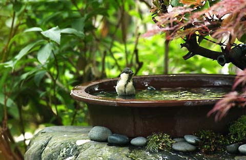 シジュウカラが庭のバードバスで水浴しています。